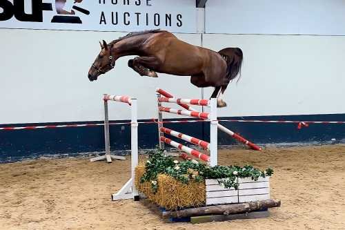 Un caballo para cada bolsillo en la colección de mayo de Dutch Horse Trading