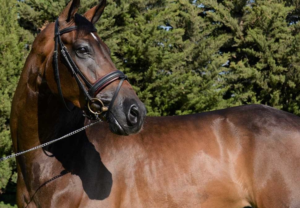¿Conoces las características del Caballo de Deporte Español?
