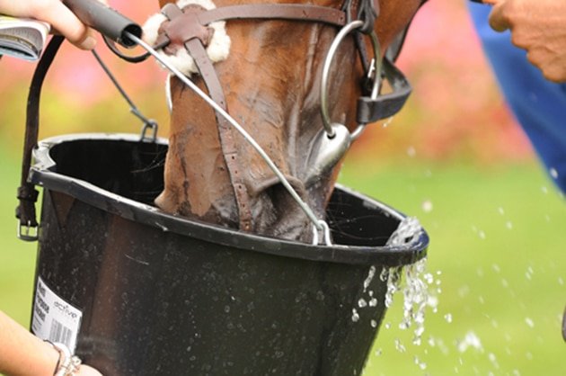 La deshidratación en los caballos puede ser mortal: esto es lo que necesitas saber