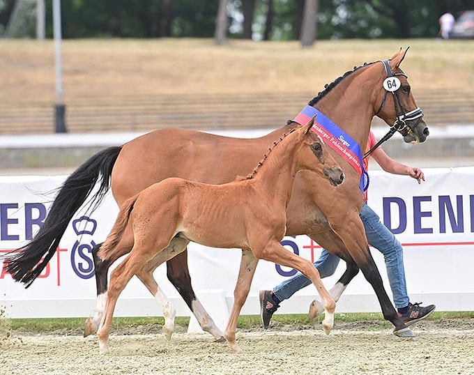 HP Vanessa y Best Buddy, ganadores del campeonato de potros de Oldenburg 2023