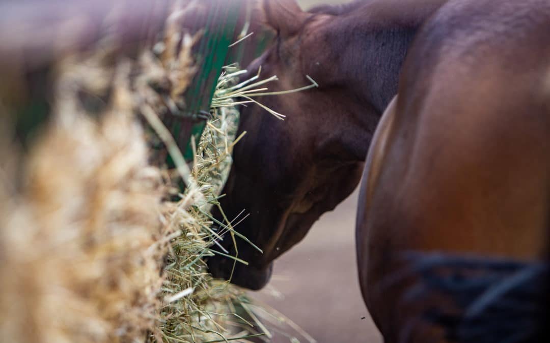 3 maneras fáciles de mantener saludable el sistema digestivo de tu caballo