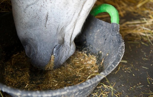 La mejor manera de alimentar a un caballo para evitar las úlceras gástricas