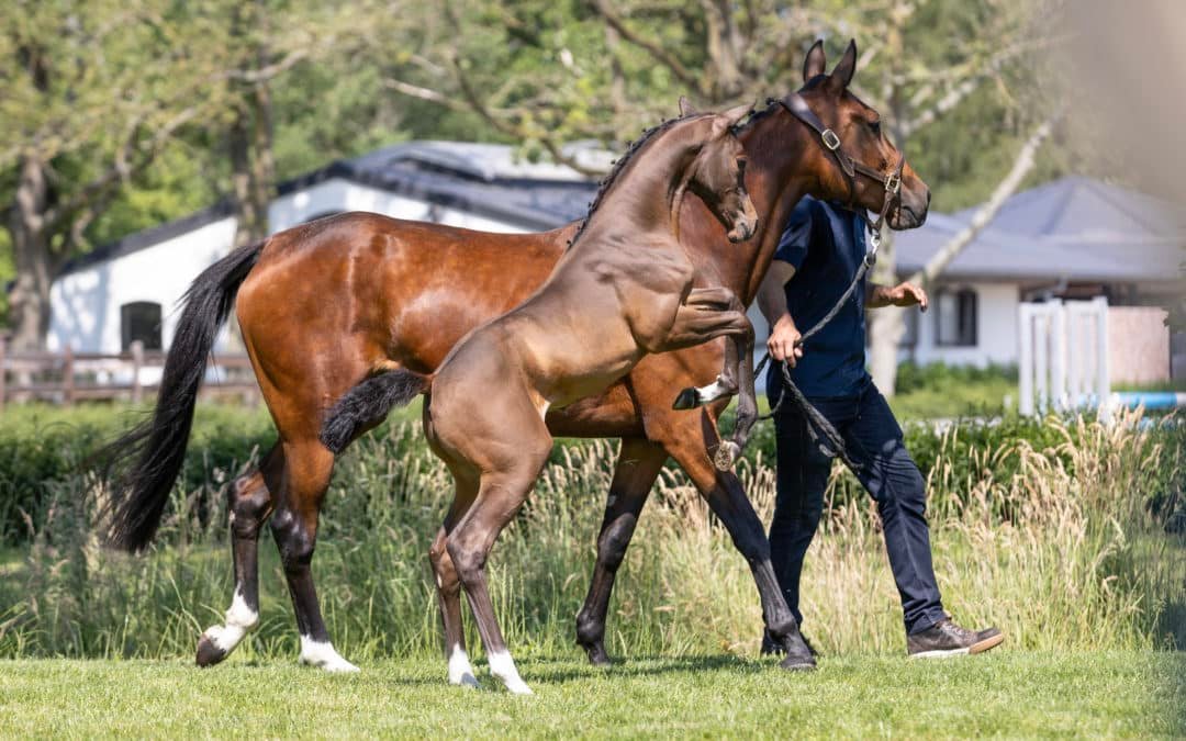 Nuevos talentos y líneas maternas probadas se unen para la colección de verano de Equestrian-Auctions EN VIVO Y EN LÍNEA