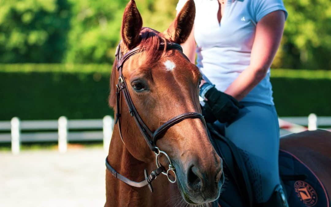 Guía para elegir el caballo adecuado según el nivel y objetivos del jinete