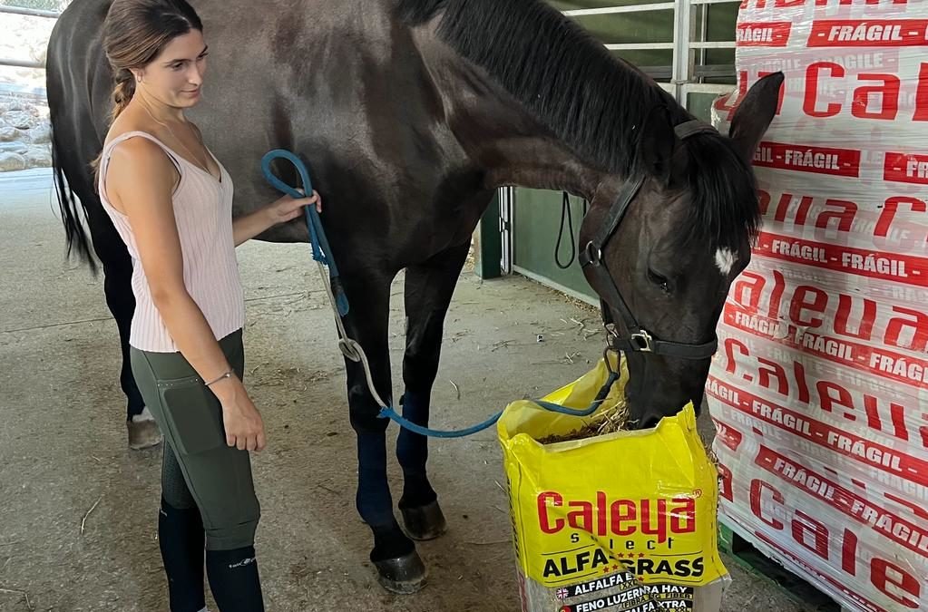 La Alfalfa: Un tesoro nutricional para caballos
