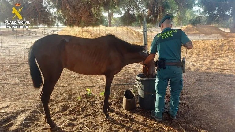 Caso de maltrato animal en Huelva