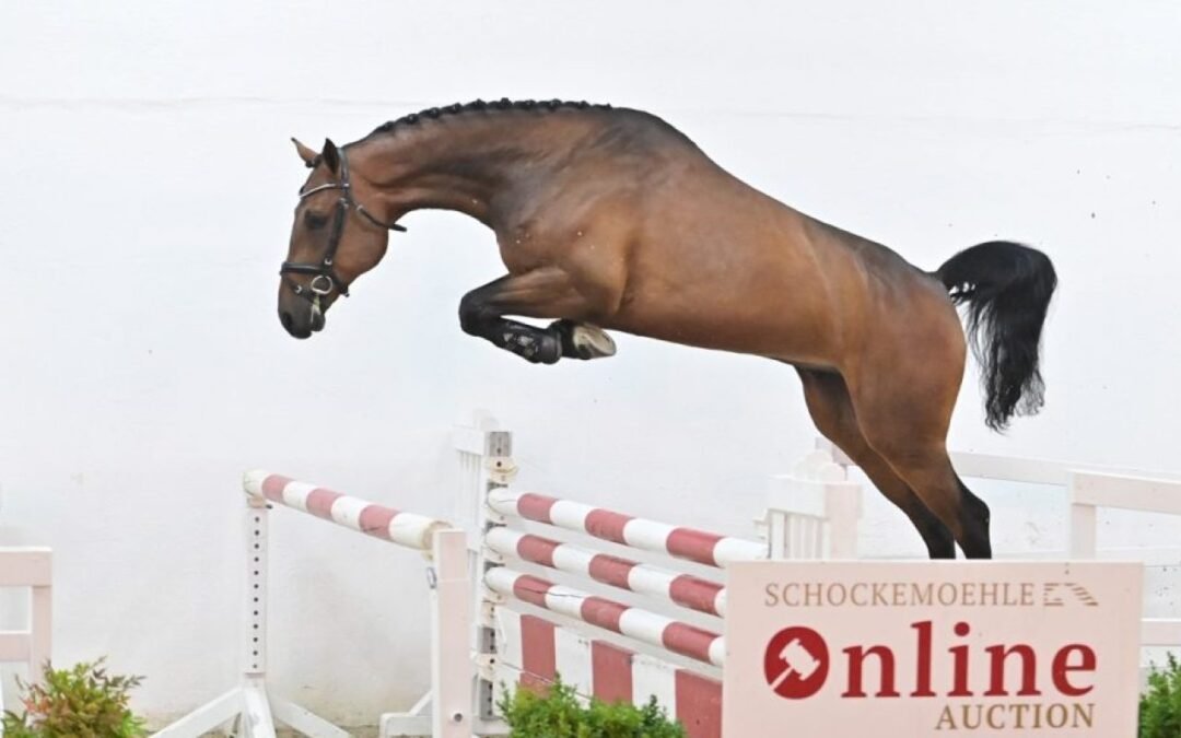 Subasta de Schockemöhle