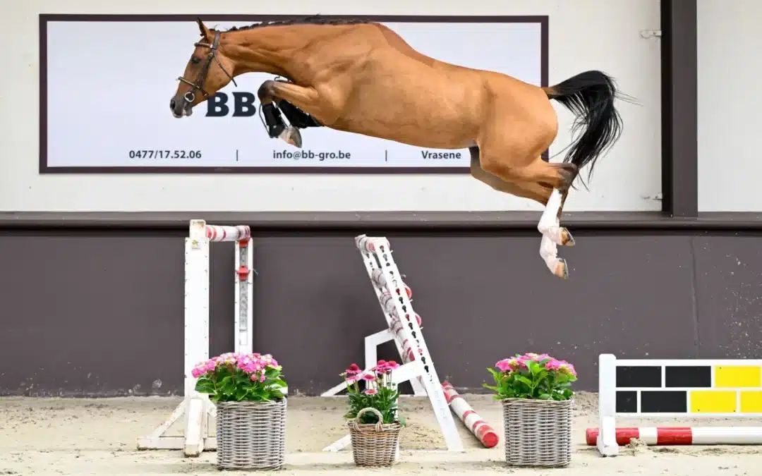 Belgian Youngsters Auction en Wallonia