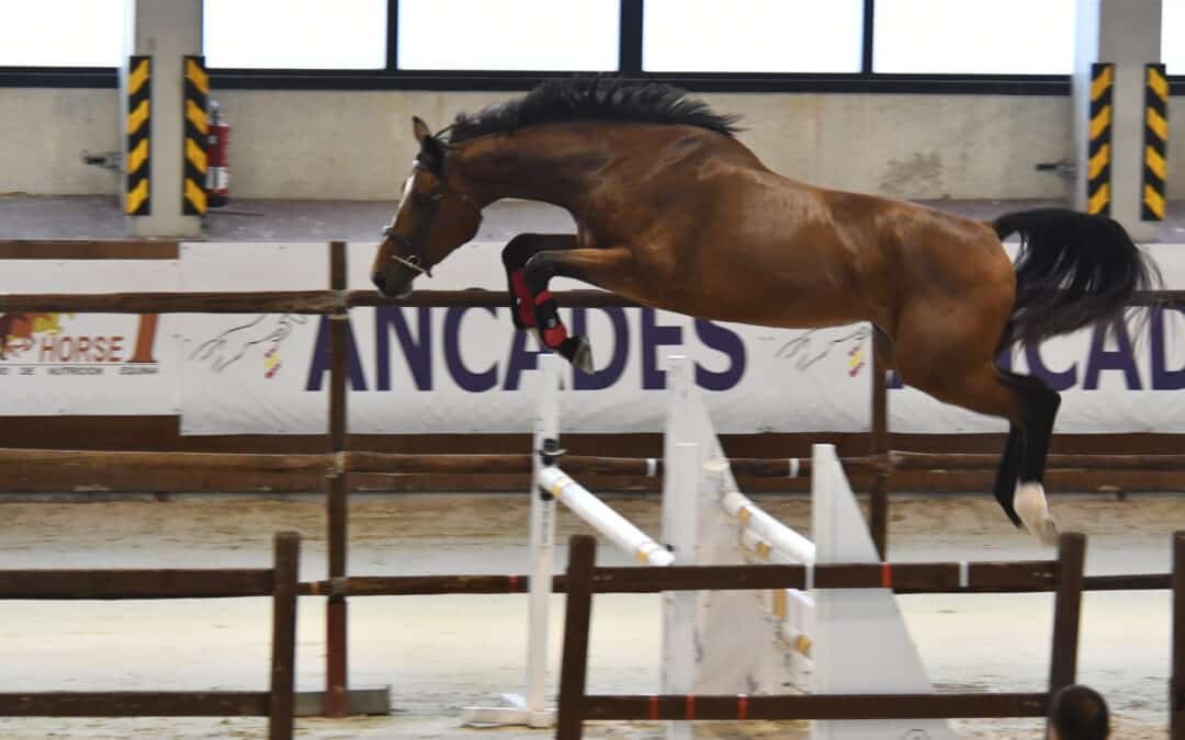 Yeguada Albeitar en Ancades