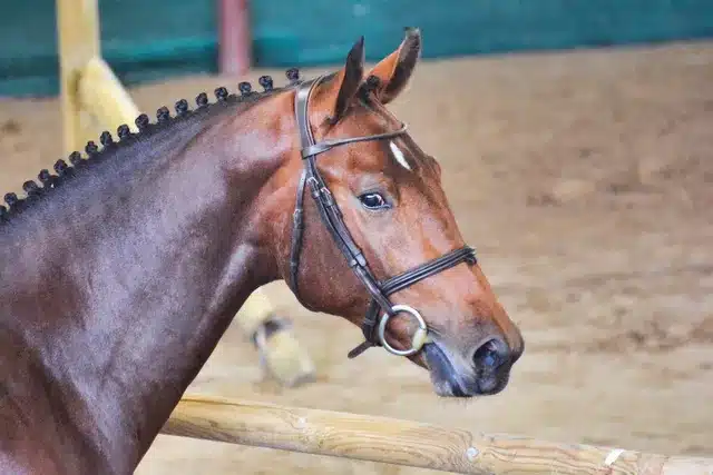 Españoles en el Campeonato del Mundo de Caballos Jóvenes de Lanaken