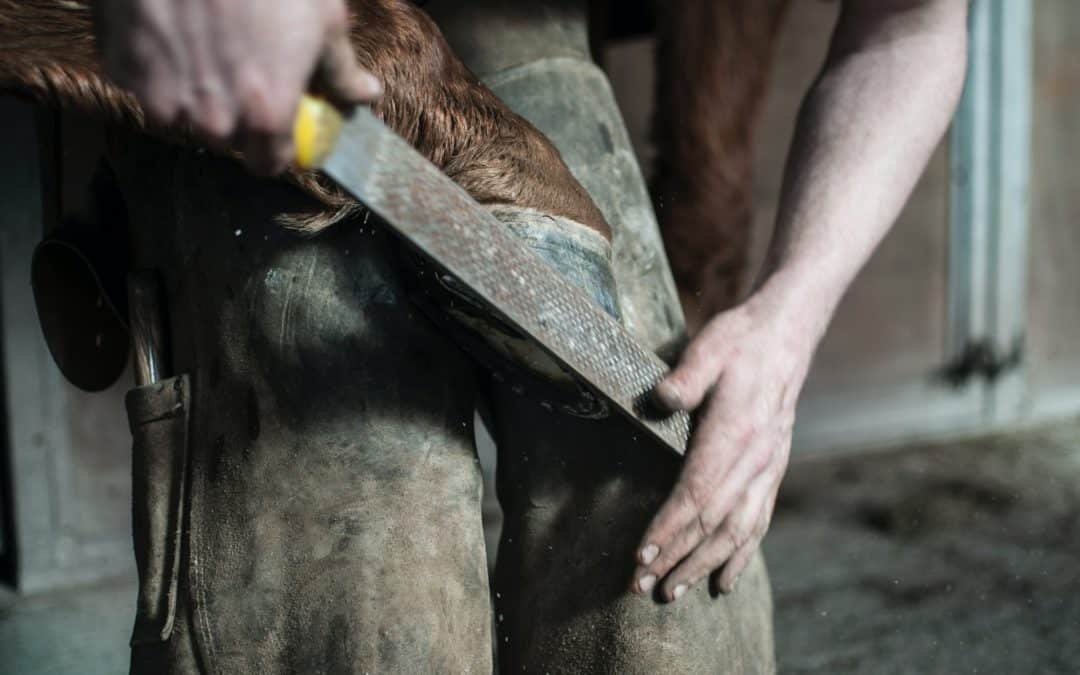 Cuidado de los cascos del caballo