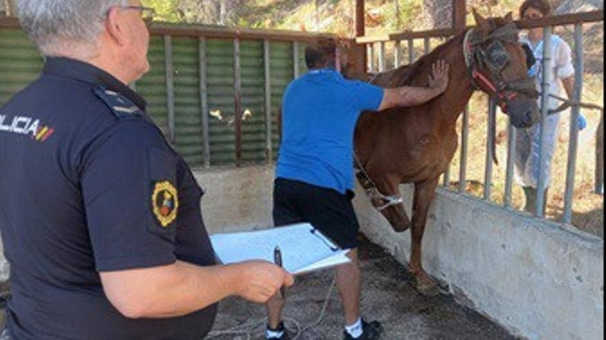 Cuadra ilegal en Gandía