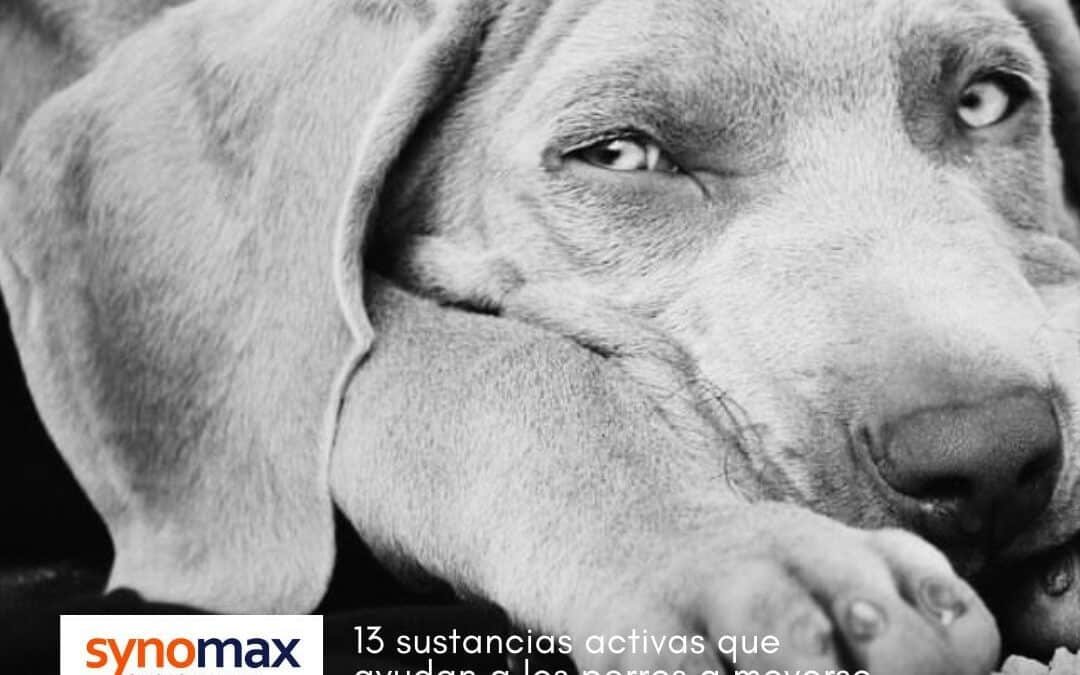 Suplementos para perros