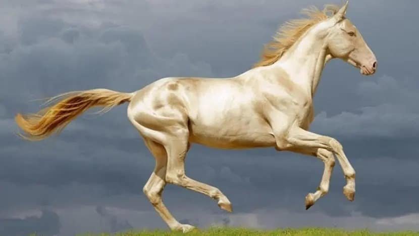 Los caballos Akhal Teké en España