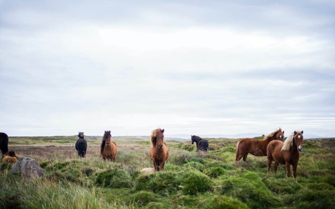 ¿Qué es la etología equina?