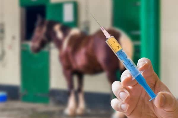 Confirmado el Virus del Nilo en tres caballos de Extremadura