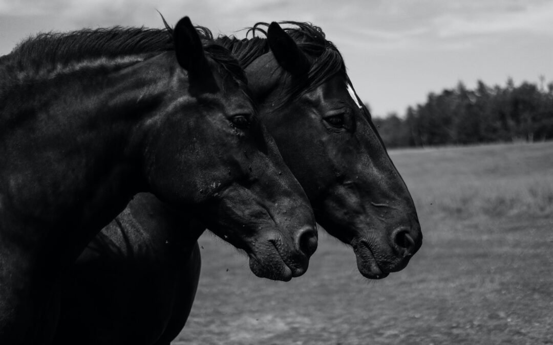 Alta prevalencia de Leishmania en caballos de España