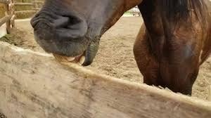 Cómo evitar que tu caballo trague aire