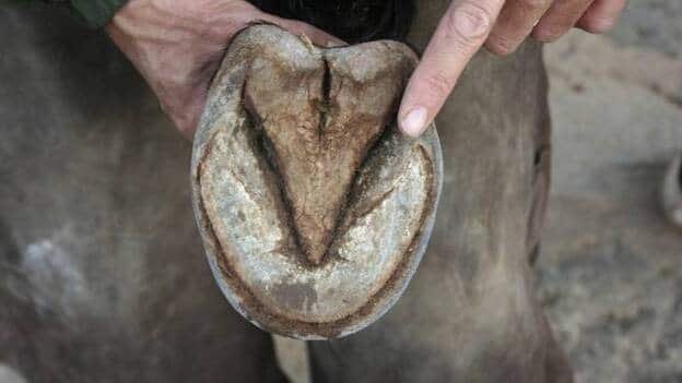 La importantísima labor de la ranilla en los caballos