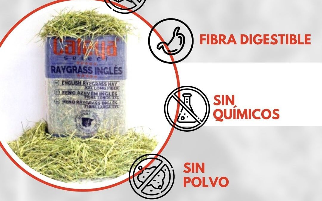 Select Hay – Raygrass Inglés de Caleya: Nutrición de primera para tu caballo
