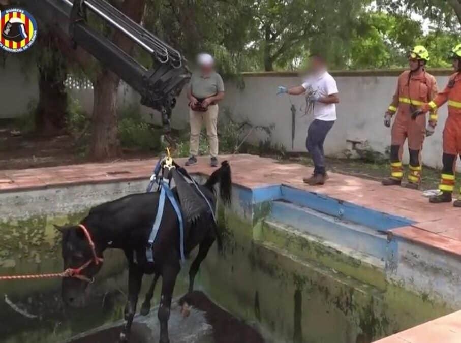 Rescatan con éxito a un caballo atrapado en una piscina de Bétera, Valencia.