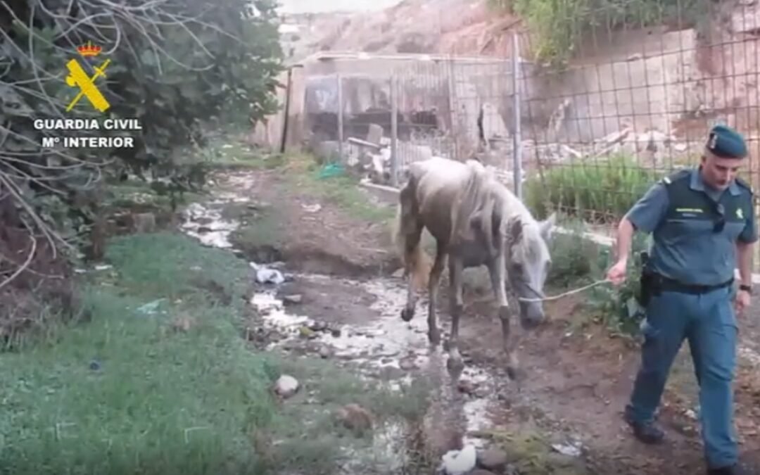 Terrible caso de maltrato animal: Caballo con masas tumorales no atendido veterinariamente debe ser sacrificado