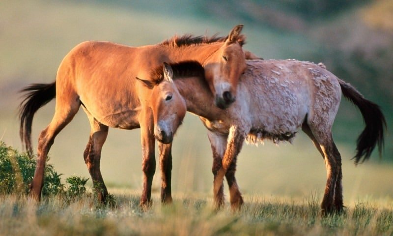 Caballos usados en un experimento en Chernobyl prosperan y forman una manada de más de 250 individuos