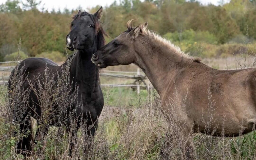 Sarna, dermatitis o tiña, entre las enfermedades más comunes en la piel de los caballos