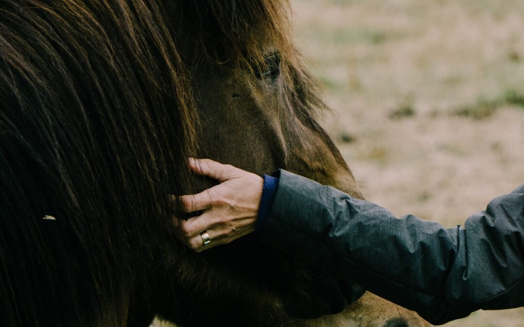 Caballos con miedo: Pasos para una transformación positiva