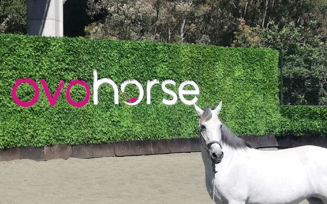 Ovohorse: Líder en reproducción asistida y clonación animal con más de 20 años de experiencia