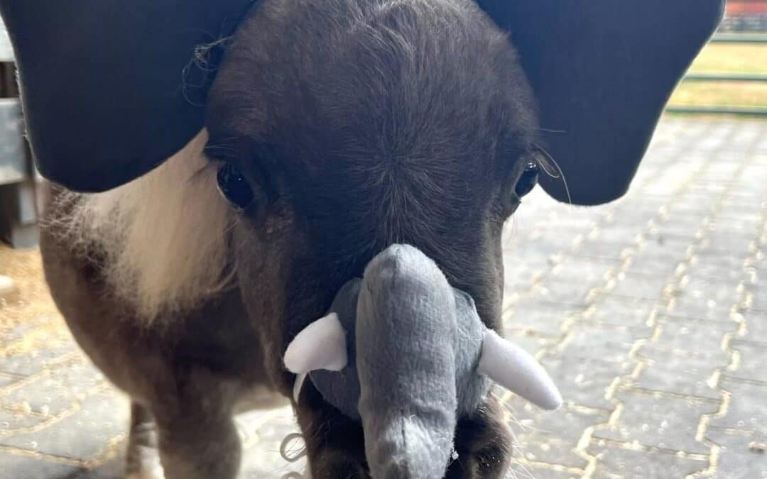 Rescatan a un poni a punto de morir y los perros de la familia lo ayudan a sobrevivir