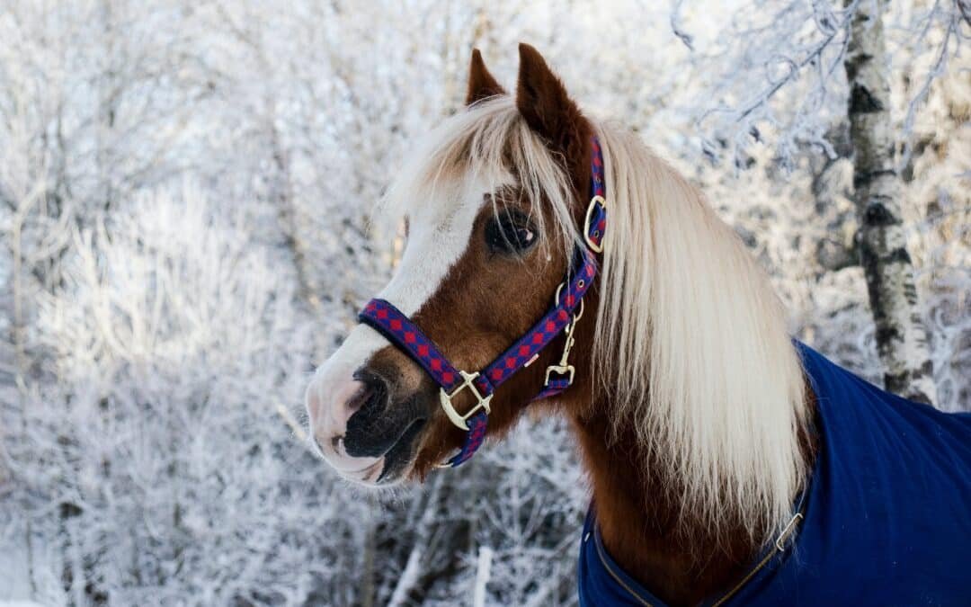 Prepárate para el invierno con tu caballo: Consejos importantes
