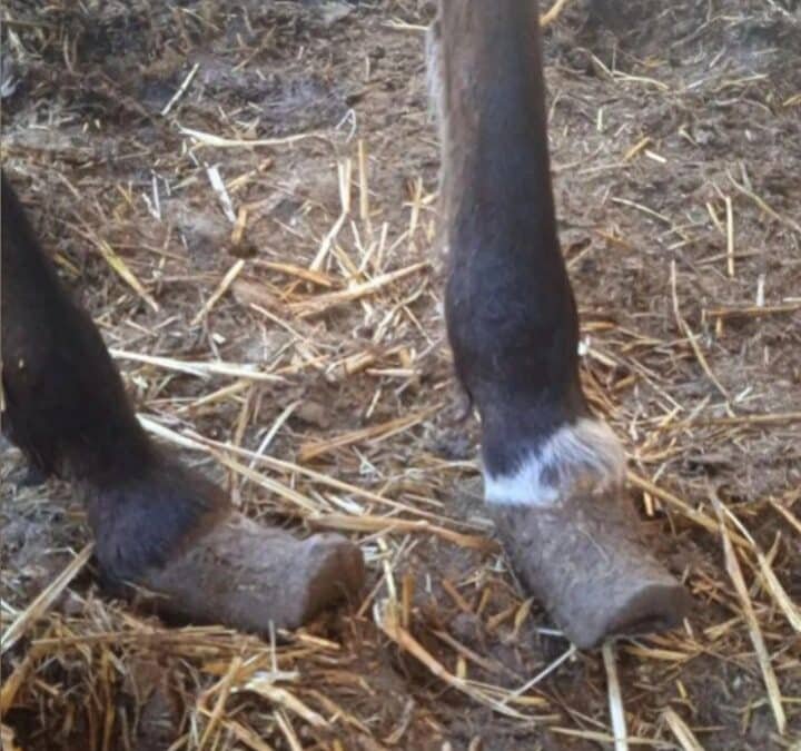 Importancia de mantener el casco equino en confinamiento