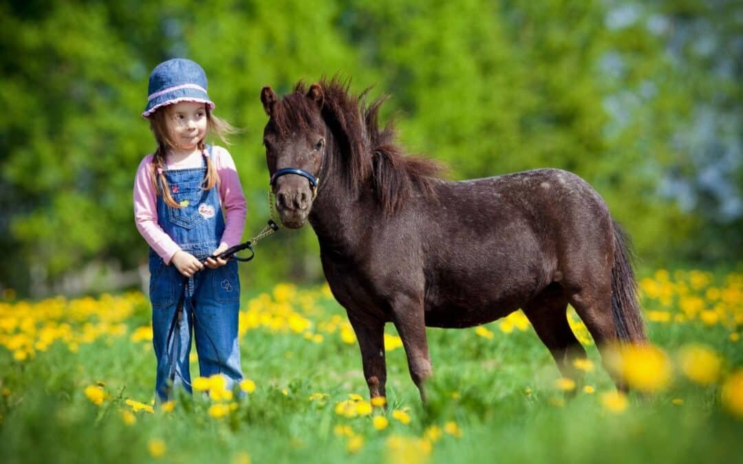 15 datos curiosos sobre los caballos miniatura