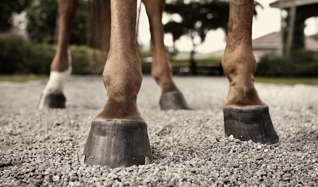 Consejos para que tu caballo y el herrador se lleven bien