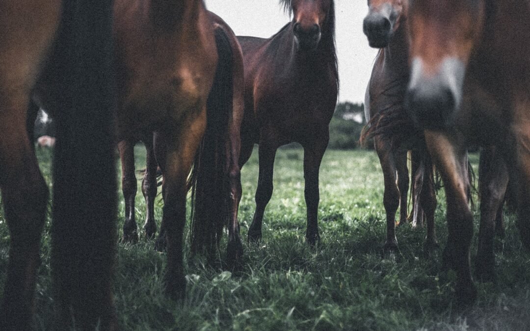 La importancia vital de cuidar las articulaciones de los caballos
