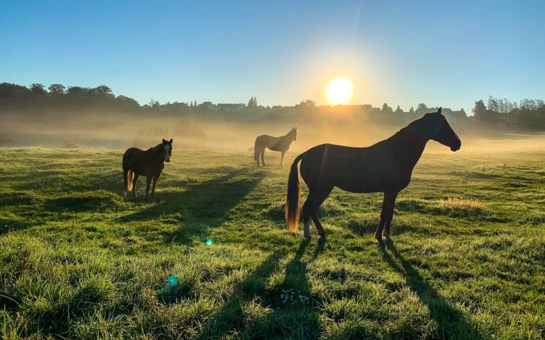 Cómo detectar el síndrome de Cushing en caballos
