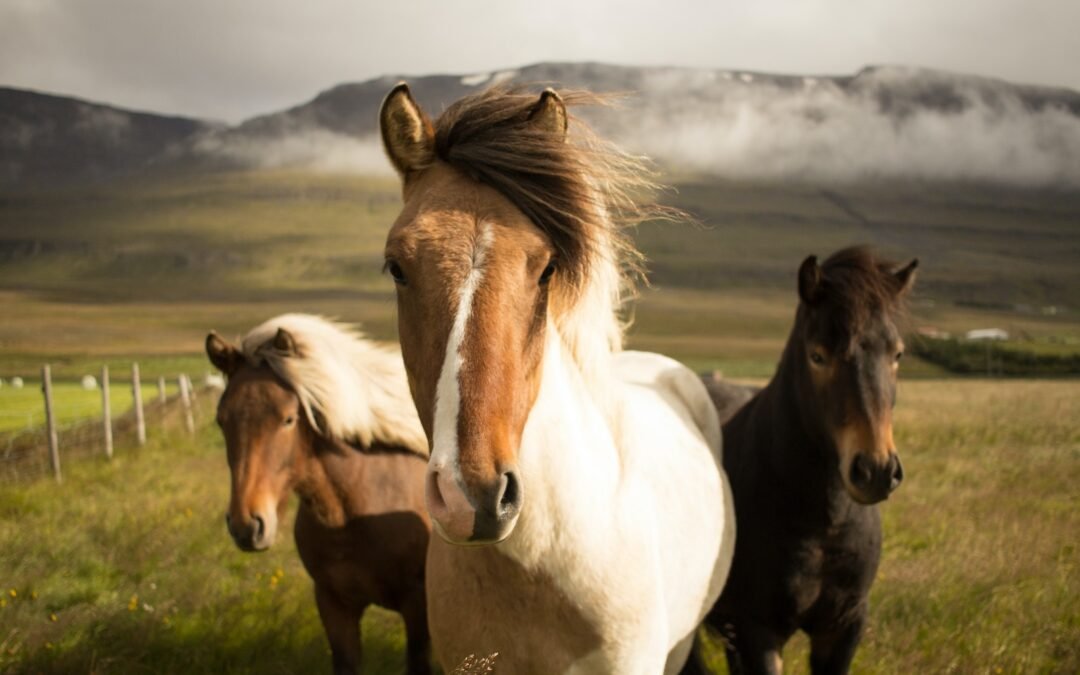 ¿Cuáles son las enfermedades infecciosas más comunes en caballos? Te lo contamos.