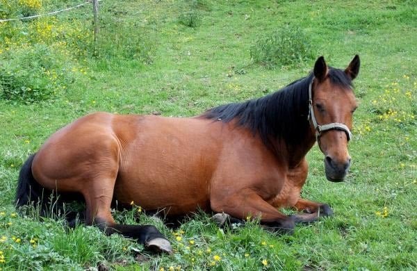 Enfermedades comunes en caballos y cómo prevenirlas