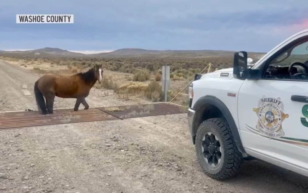 Un Mustang se queda atrapado en una reja de guarda ganado en Nevada, Estados Unidos