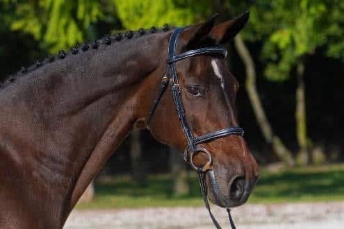 «Contara», la madre de «Chacco-Blue», ha sido clonada. Tres clones suyos ya nacidos