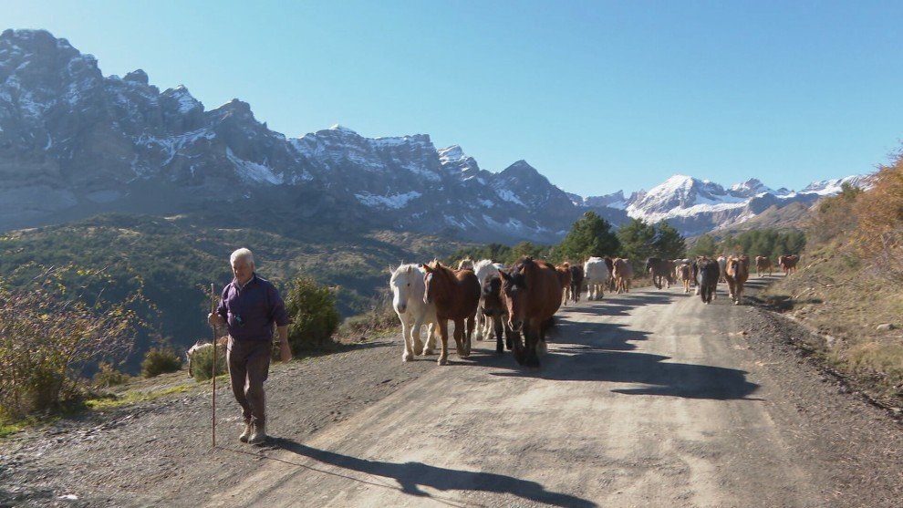 Más de 140 yeguas y sus potros bajan de las montañas del valle de Tena para pasar el invierno