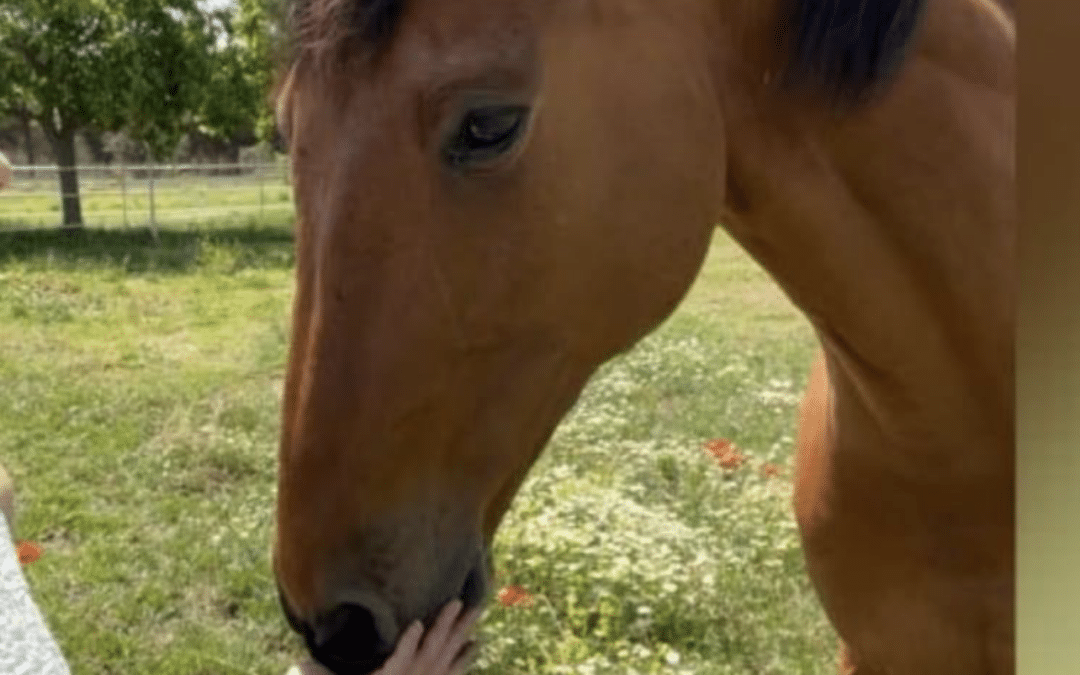 Falleció «Devotion»