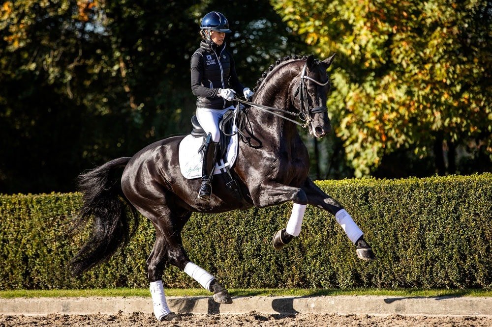 Glamourdale caballo del año de Doma Clásica en los Premios H&H 2023