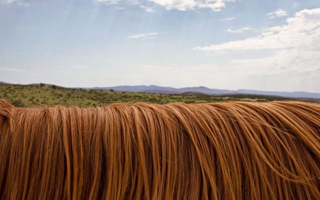 5 tips para mantener las crines de tu caballo en buen estado