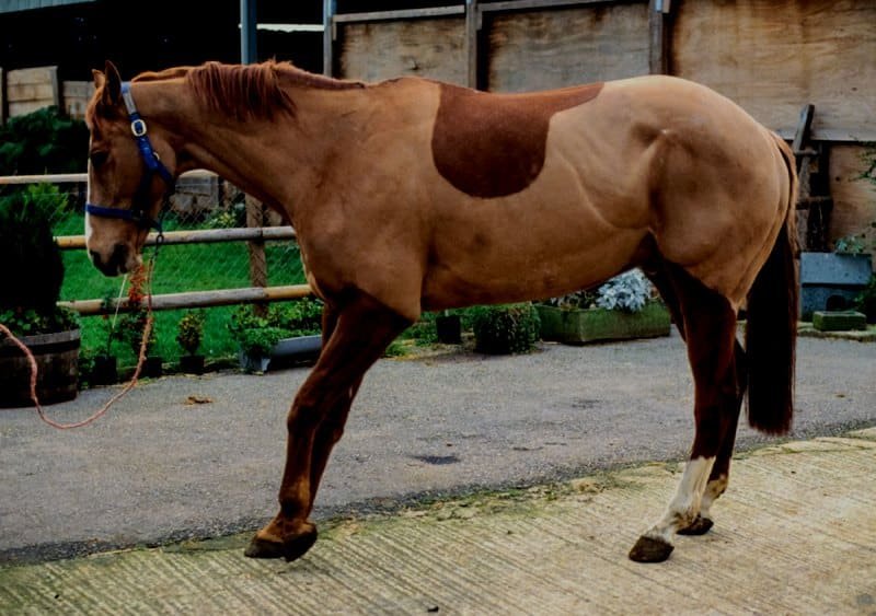 En Otoño aumenta el riesgo de laminitis