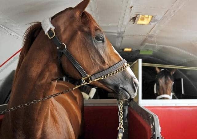 Un caballo escapa de su box en pleno vuelo aéreo y obliga al avión a darse la vuelta.