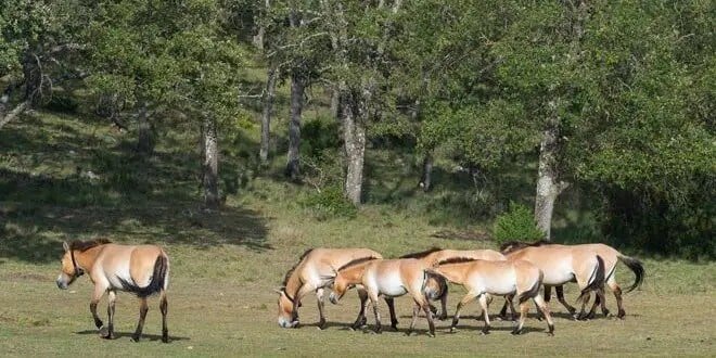 Otra manada de caballos Przewalski se han liberado en el Alto Tajo en Guadalajara.
