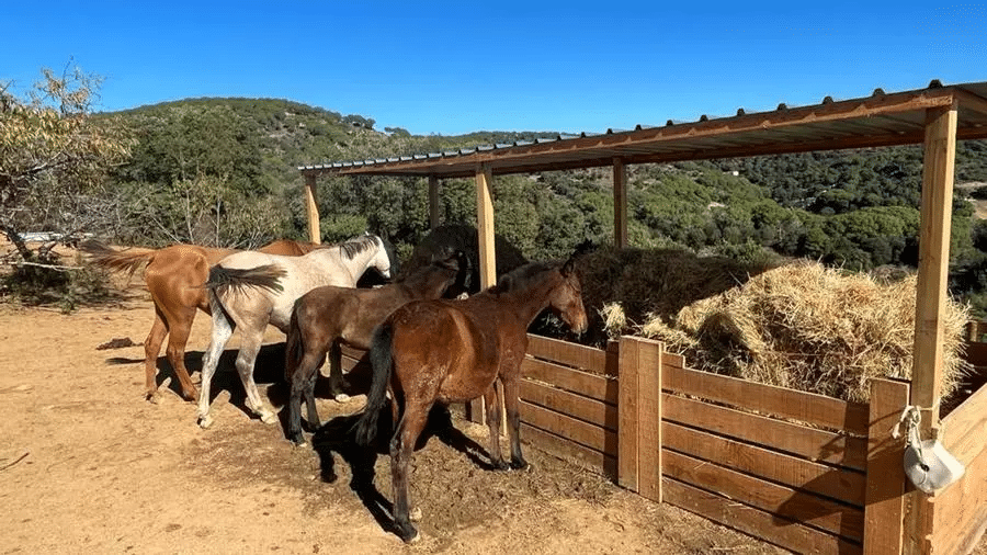 Nace el primer santuario público para caballos maltratados en Cataluña