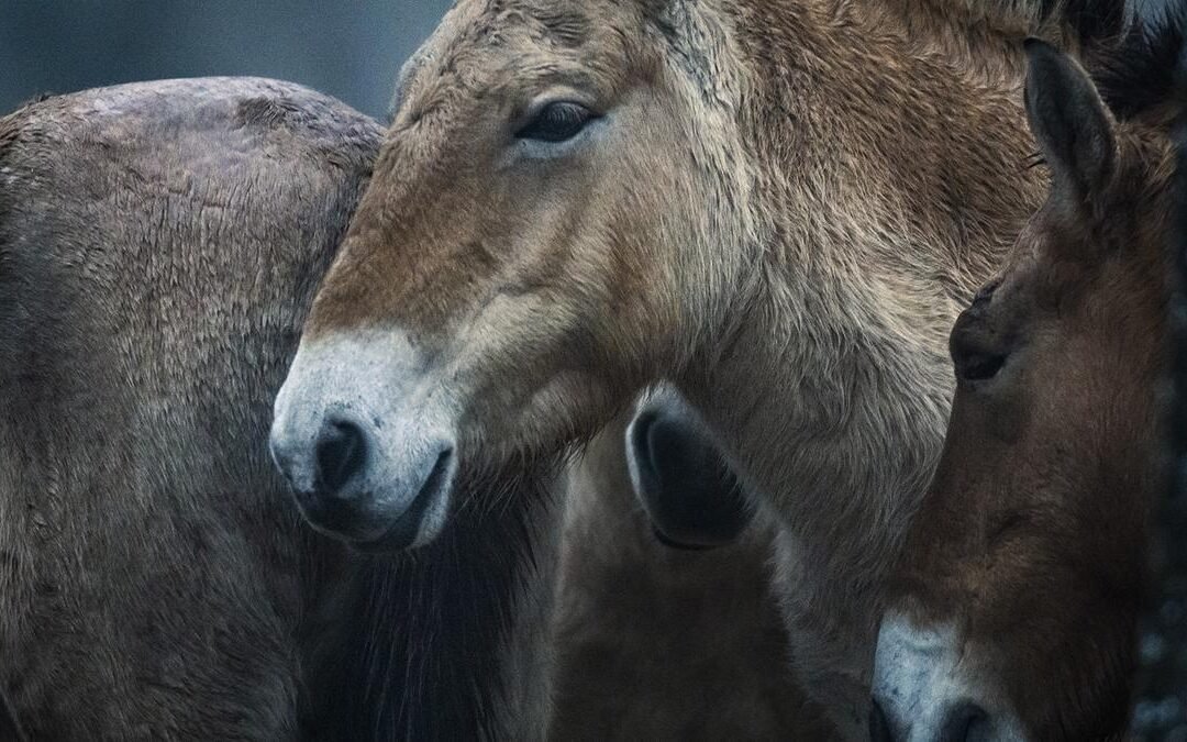 Los únicos caballos salvajes del mundo, los “Przewalski”, pastarán en libertad en el Parque Natural del Alto Tajo